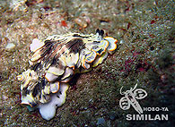 Similan islands/Fish guide/Dermatobranchus gonatophora