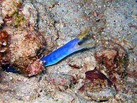 Similan islands/Fish guide/Ribbon eel