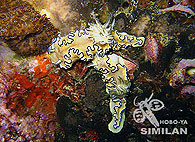 Similan islands/Fish guide/Black-Margined Glossodoris