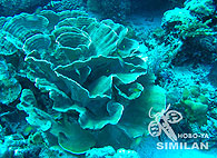 Similan islands/Fish guide/Cauliflower coral