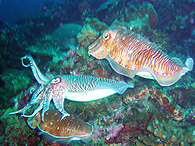 Similan islands/Fish guide/Pharaoh cuttlefish