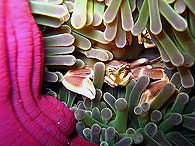 Similan islands/Fish guide/orcelain anemone crab
