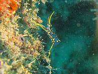 Similan islands/Fish guide/Rock shrimp