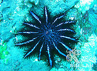 Similan islands/Fish guide/Crown-of-thorns starfish