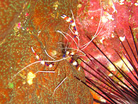Similan islands/Fish guide/Banded coral shrimp