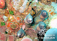 Similan islands/Fish guide/White-eyed moray