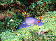 Similan islands/Fish guide/Purple sea slug
