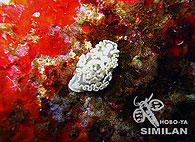 Similan islands/Fish guide/Glossodoris pallida