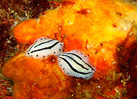 Similan islands/Fish guide/Striated Phyllidiopsi