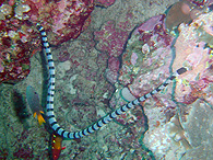Similan islands/Fish guide/Harlequin snake eel