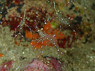 Similan islands/Fish guide/Rock cleaner-shrimp