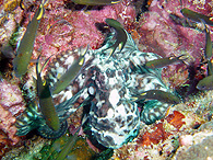 Similan islands/Fish guide/Marbled octopus
