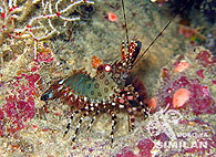Similan islands/Fish guide/Tapestry shrimp
