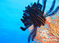 Similan islands/Fish guide/Feather star