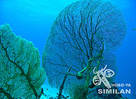 Similan islands/Fish guide/Sea fan