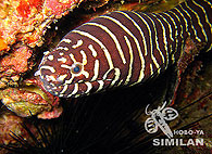 Similan islands/Fish guide/Zebra moray