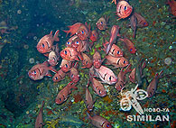 Similan islands/Fish guide/Big-eyed soldierfish