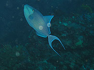Similan islands/Fish guide/Redtoothed triggerfish