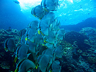 Similan islands/Fish guide/Longfin batfish