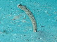 Similan islands/Fish guide/Spotted garden eel
