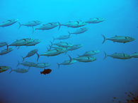 Similan islands/Fish guide/Longfin batfish