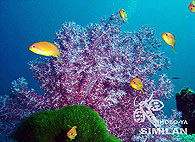 Similan islands/Fish guide/Sea Goldie
