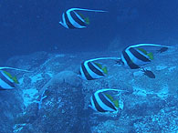 Similan islands/Fish guide/Pennant coralfish