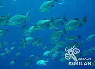 Similan islands/Fish guide/Topsail drummer