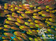 Similan islands/Fish guide/Yellow sweeper