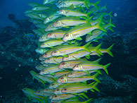 Similan islands/Fish guide/Yellowfin goatfish