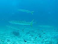 Similan islands/Fish guide/Pickhandle barracuda