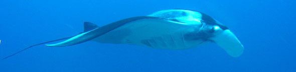 アンダマンショート メインイメージ