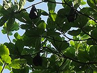 シミラン諸島の生物ガイド オオコウモリ