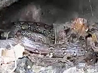 シミラン諸島の生物ガイド アミメニシキヘビ