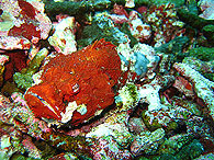 シミラン諸島の生物ガイド サツマカサゴ