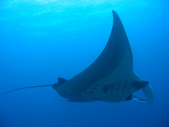 アンダマンショート　メインイメージ